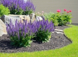 Salvia Flowers and Rock Retaining Wall at a Residential Home